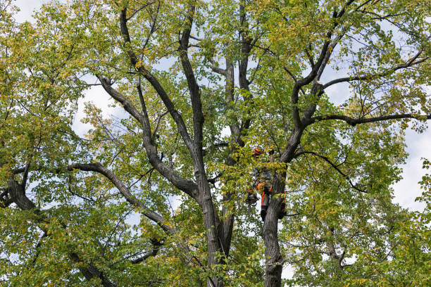 Reliable Gulfport, MS Tree Care Solutions